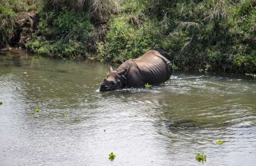 One Horned Rhino National Park Nepal Ride Rhino