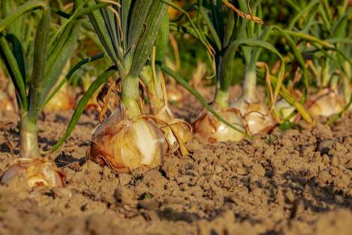 Onion Arable Field Onion Field Leek