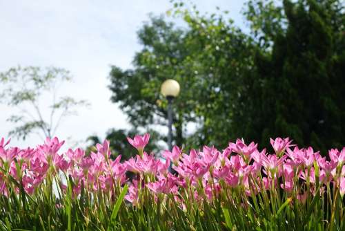 Onion Blue Lycoris Radiata Section Pink Chuang 蓮