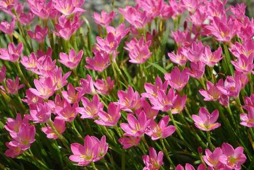 Onion Blue Lycoris Radiata Section Pink