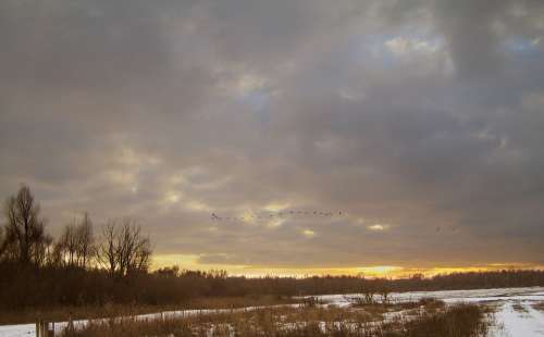 Oostvaardersplassen Nature Setting Sun