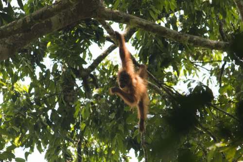 Orang Utan Sumatra Bukit Lawang Ketambe Jungle