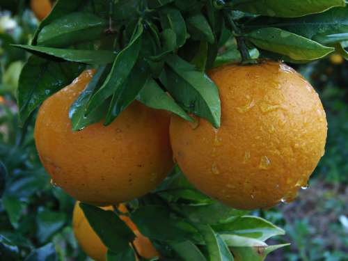 Orange Naranjo Rain Drops Of Rain Fruit Food