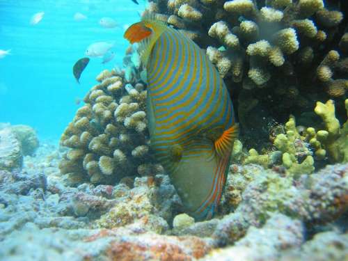 Orange Lined Triggerfish Fish Undulated Tropical