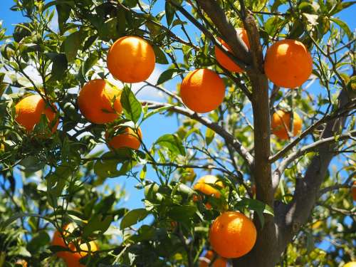 Oranges Fruits Orange Tree Citrus Fruits Tree