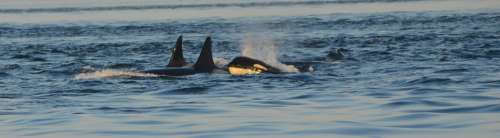 Orca Killer Whale Ocean Pod Wildlife