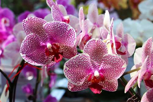 Orchid Vanda Ms Joachim Purple