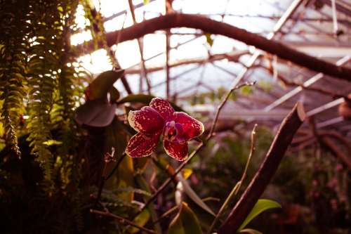 Orchid Flower Greenhouse Garden Light Colourful