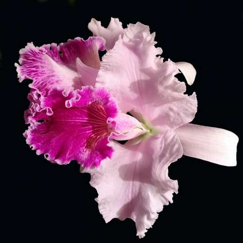 Orchid Cattleya Pink Exotic Light Nature Flower