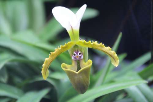 Orchid Slipper Orchid Plant Flower Nature