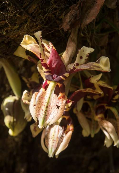 Orchid Flower Bloom Cascading Cymbidium Garden