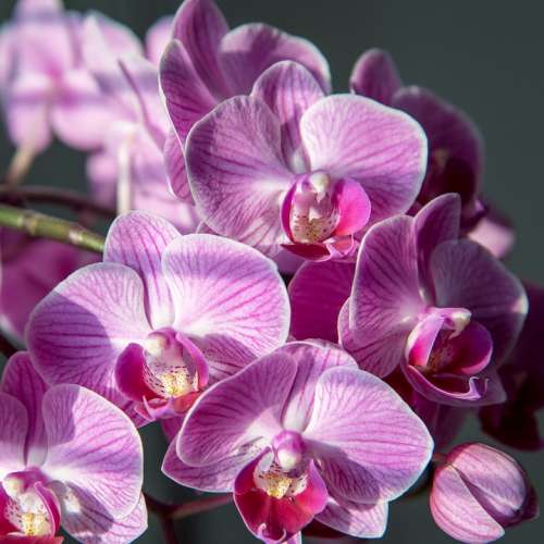 Orchid Flower Pink Nature Purple Phalaenopsis