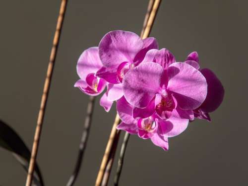 Orchid Flower Pink Nature Purple Phalaenopsis