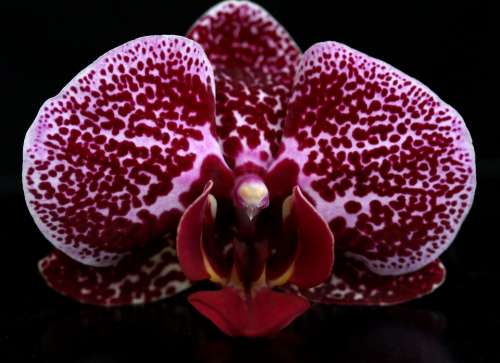 Orchid Red Water Flower Romance Plant