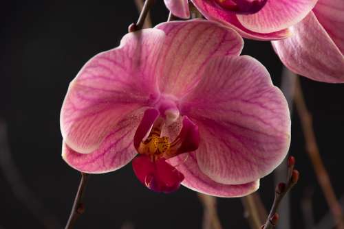 Orchid Flower Nature Tropical