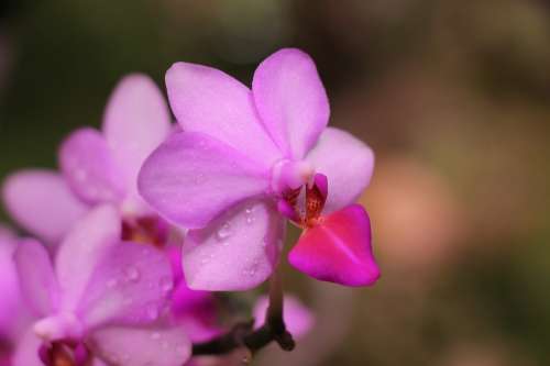 Orchid Flower Bloom Tropical Purple Flowers