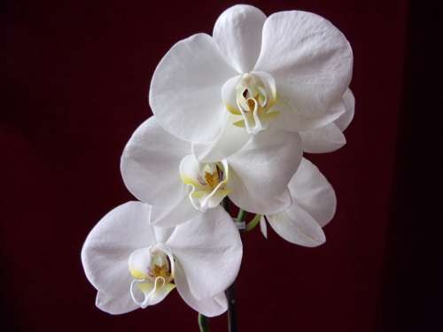 Orchid Flower Plants Nature White Decorative