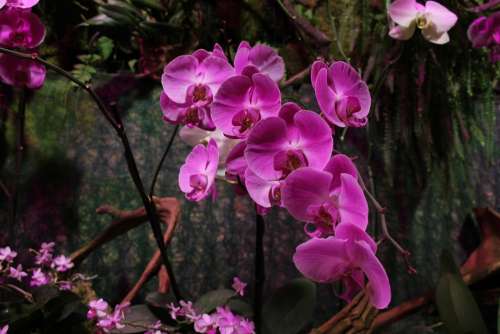 Orchid Pink Flower Flora Bloom Purple Nature