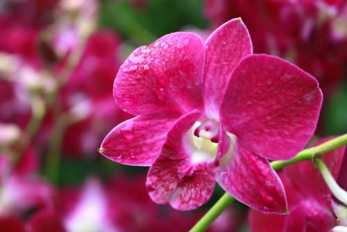 Orchid Flower Nature Exotic Tropical Purple Petal