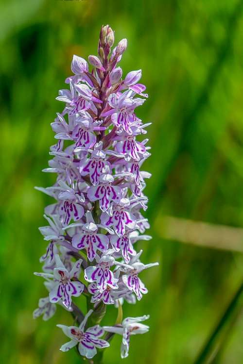Orchid Common Spotted Color Purple Spotted Flower