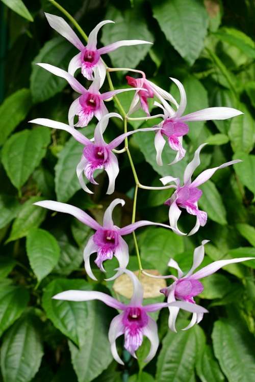 Orchid Panicle Flowers Close Up Filigree