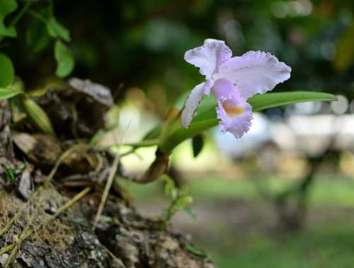 Orchid Flower Tropical Garden