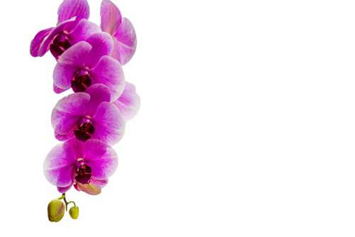 Orchid Flower Isolated Decoration Bud Vibrant