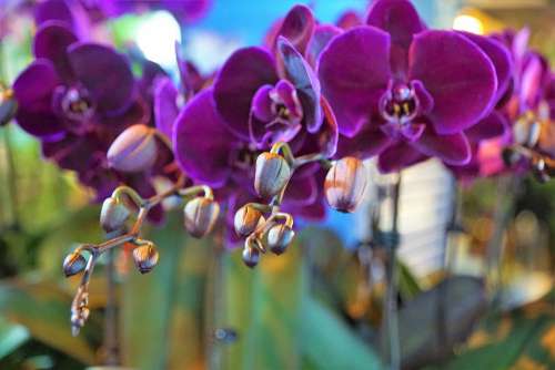 Orchid Flower Purple Beauty Color Luxury Blossom