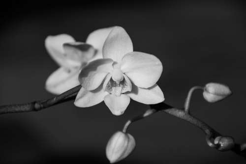 Orchid Blossom Bloom Flower Plant Phalaenopsis