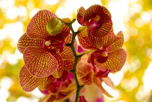 Orchid Flower Flowering