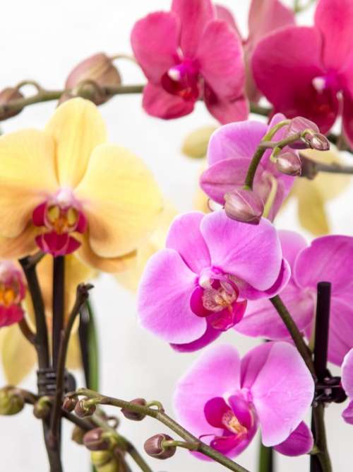 Orchid Phalaenopsis Butterfly Orchid Tropical Pink