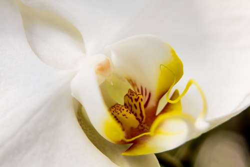 Orchid White Phalaenopsis Flower Butterfly Orchid