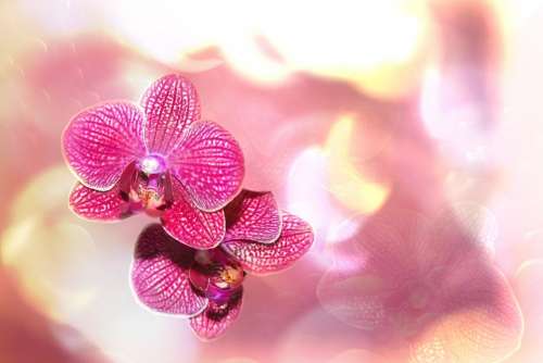 Orchid Bokeh Flower Blossom Bloom Plant Close Up