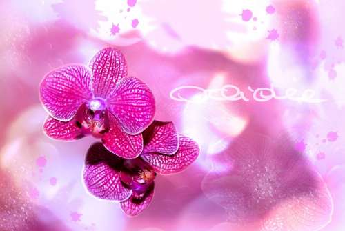 Orchid Flower Blossom Bloom Plant Bokeh Purple