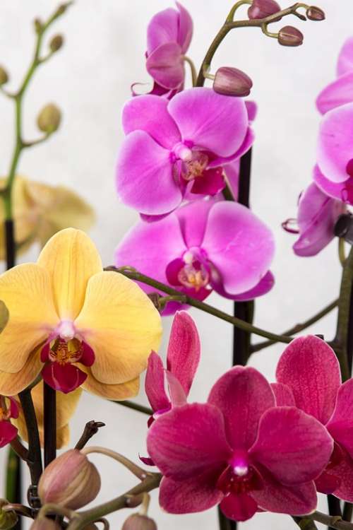 Orchids Phalaenopsis Butterfly Orchid Tropical Pink