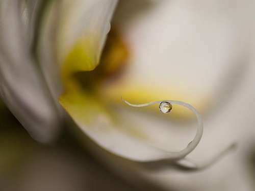 Orchiedea Drop Water Nature Flower