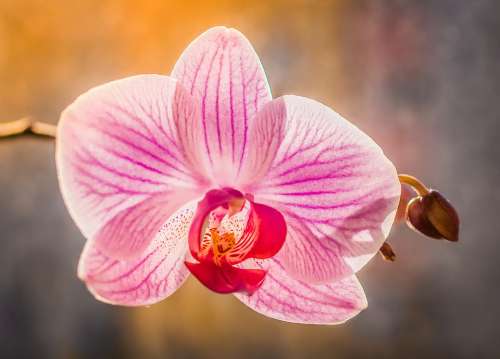 Orchis Flower Pastel Colors Różnokolorowy Violet