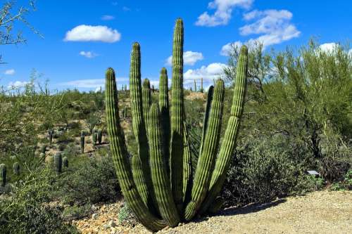 Organ Pipe Cactus Arizona Desert Southwest