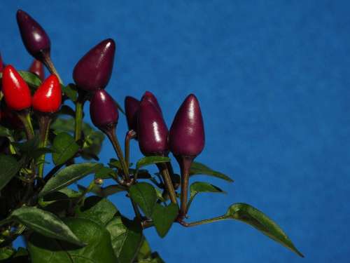 Ornamental Peppers Fruits Chili Berry Violet Red