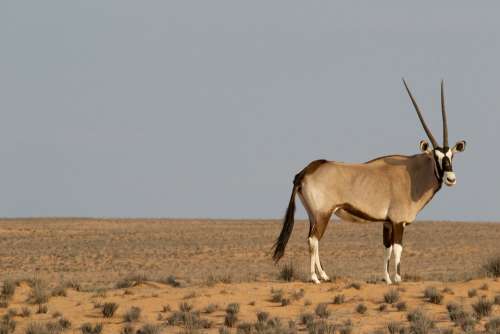 Oryx Antelope Wildlife Animal Africa Mammal Wild