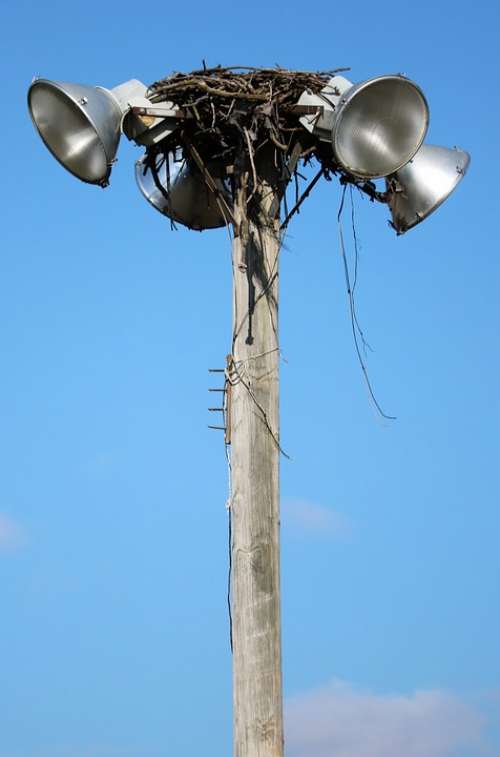 Osprey Nest Bird Light Pole