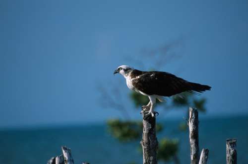 Osprey Perched Pole Predator Bird Nature Wildlife