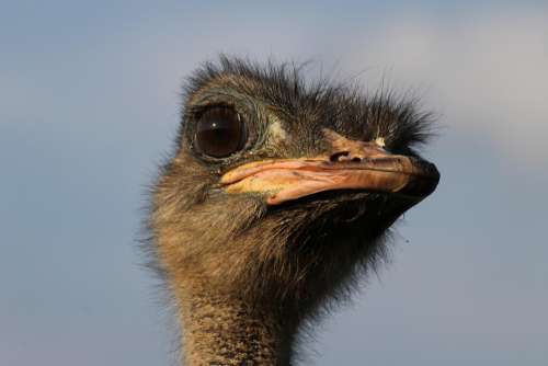 Ostrich Animal Bird Eyes