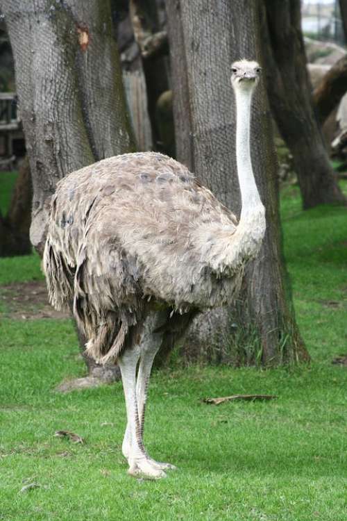Ostrich Female Bird Wildlife Big Curious Neck