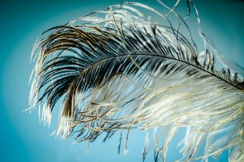 Ostrich Feather Feather Ease Strauss Close Up