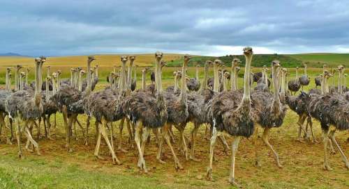 Ostriches Birds Bouquet Ostrich Animal Africa