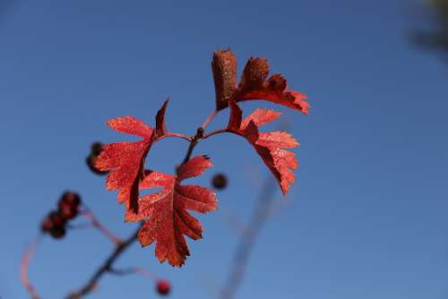 Otoño Autumn Leaves Season September Colorful