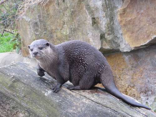 Otter Wet Fur Zoo