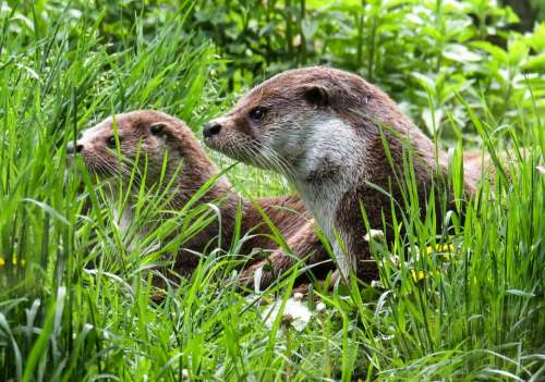 Otter Animals Water Meadow Care Rest Wild