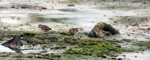 Outdoor Wet Land Mashes Migratory Bird Sand